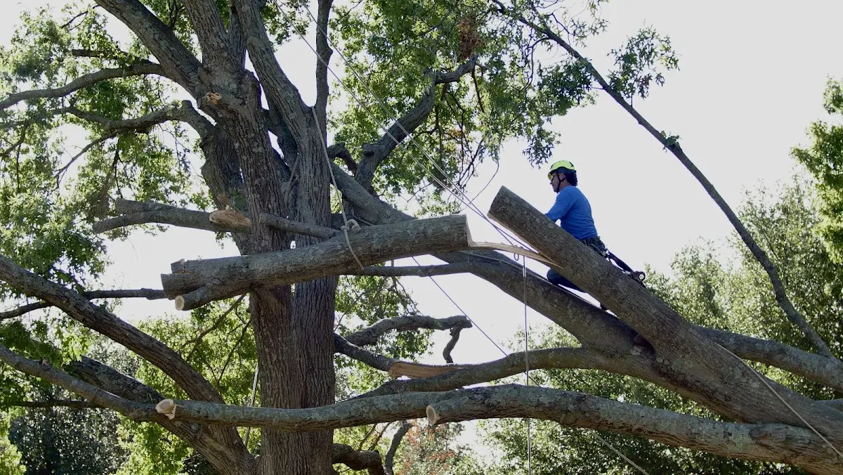 Professional Crown Thinning performed by certified arborists in Leesville